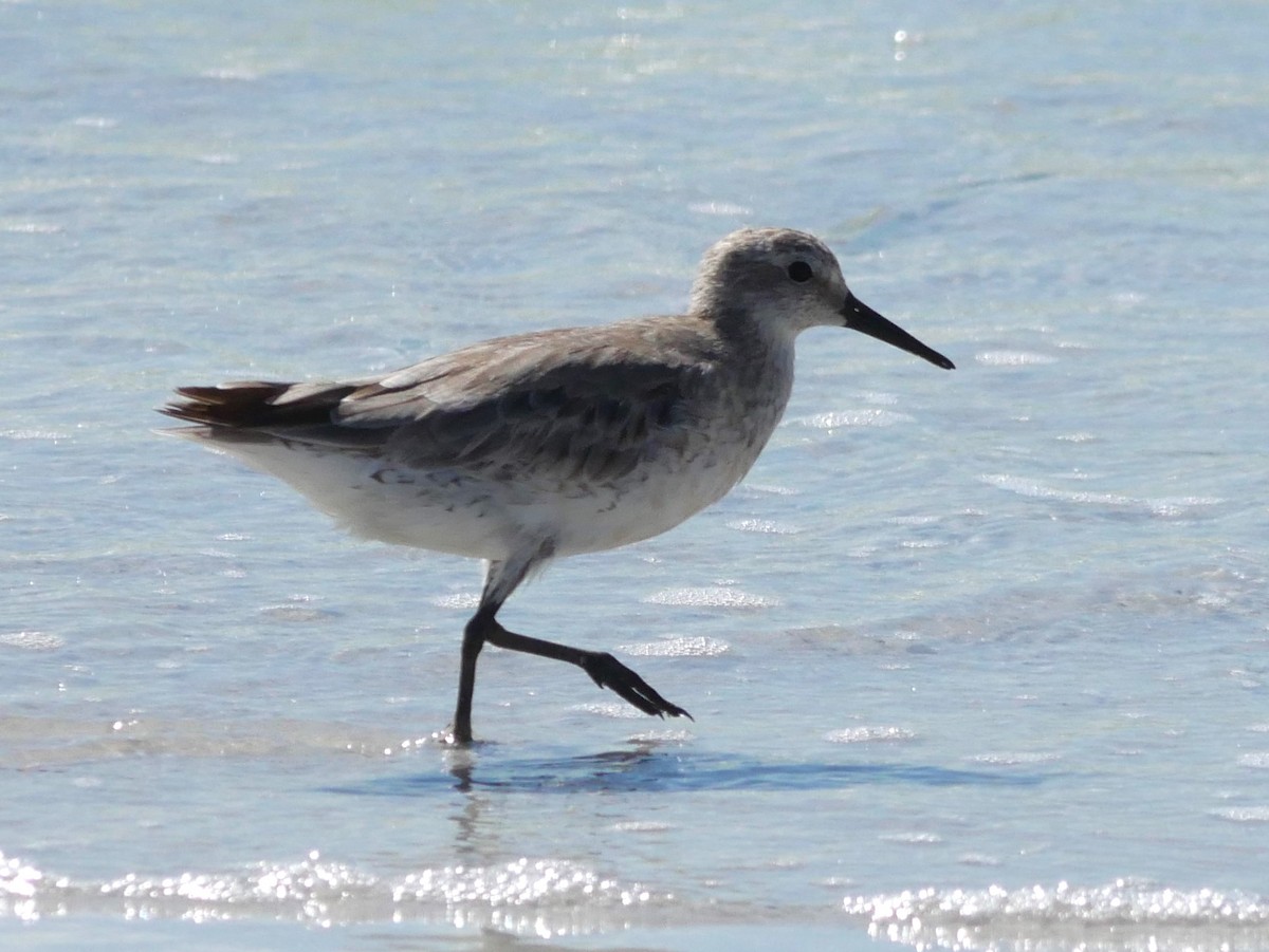 Red Knot - ML620807512