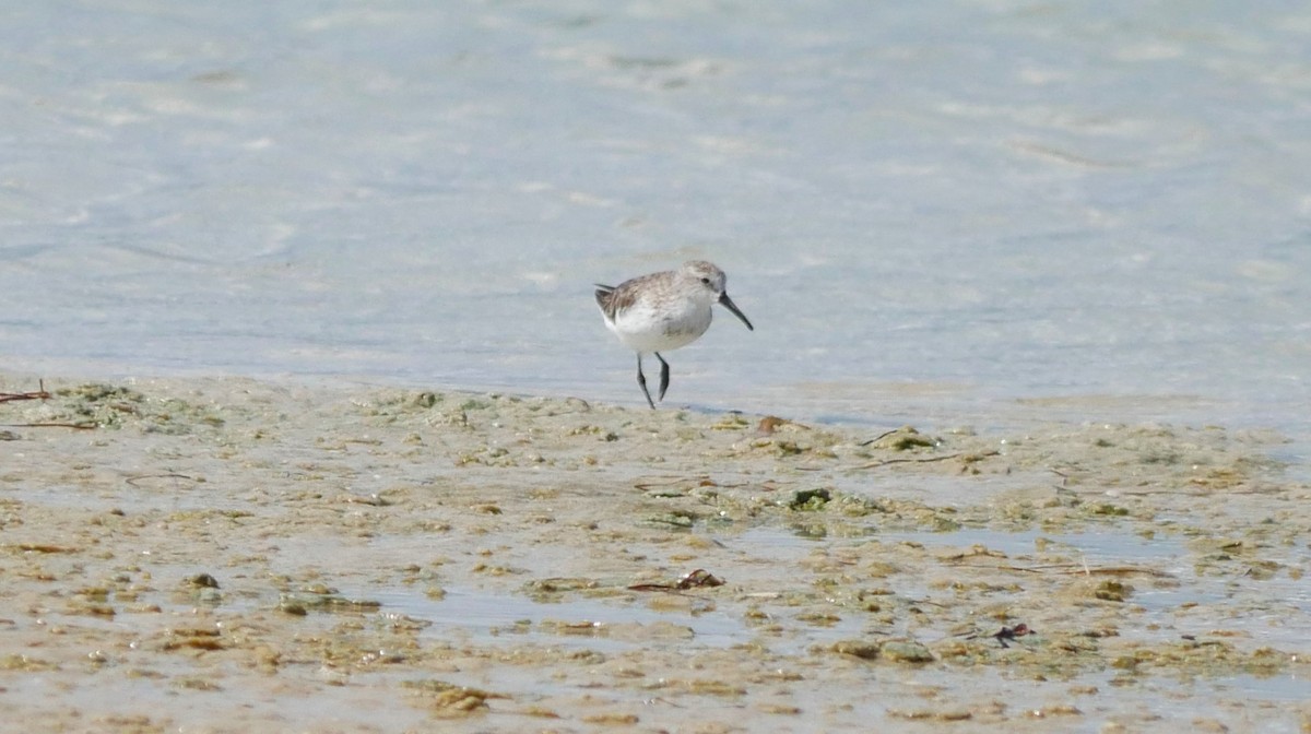 Western Sandpiper - ML620807531