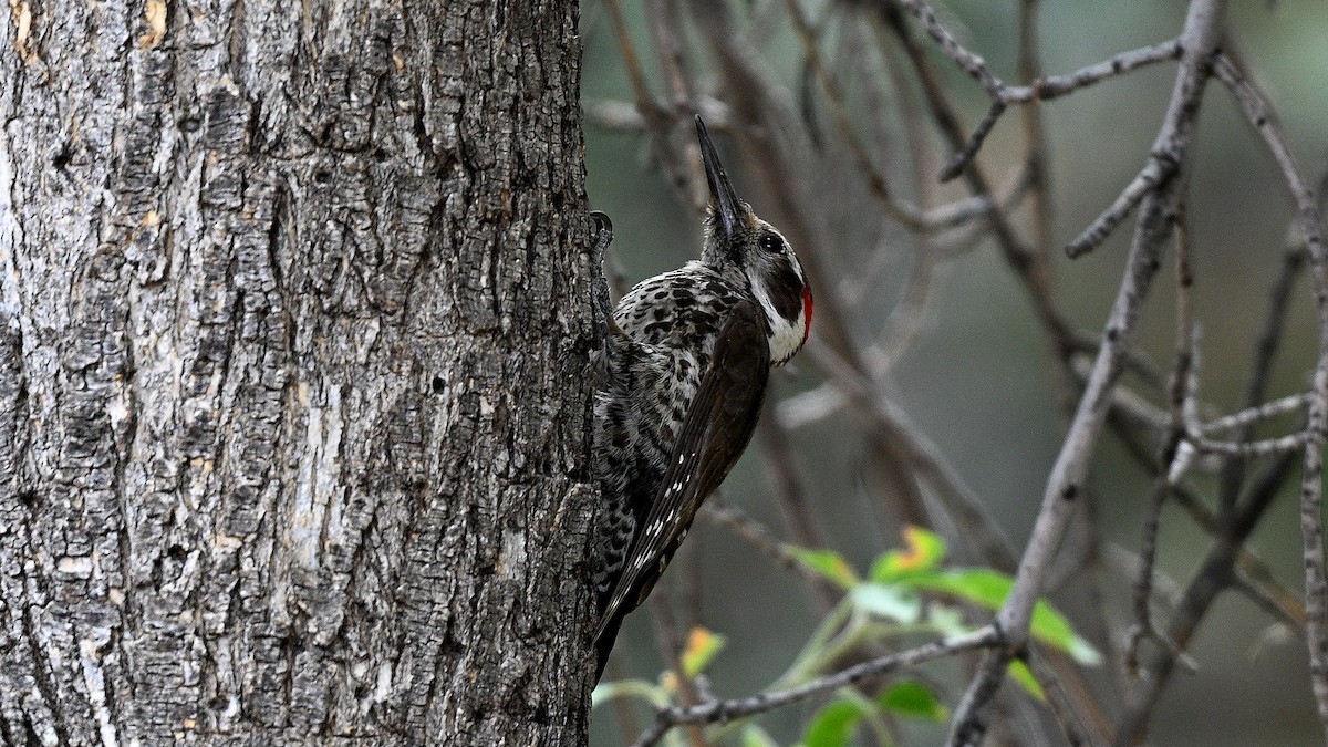 Arizona Woodpecker - ML620807532