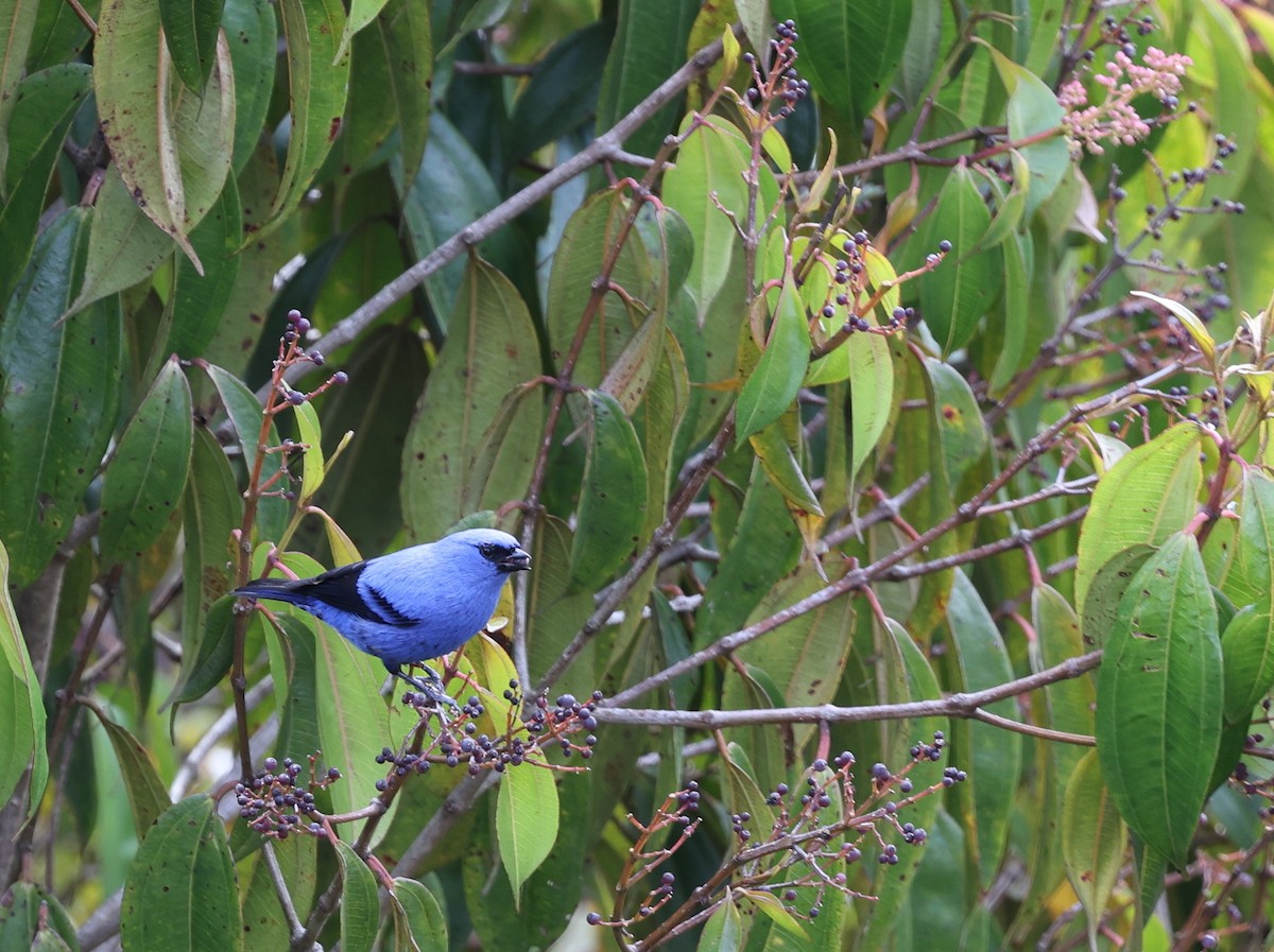 Blue-and-black Tanager - ML620807538
