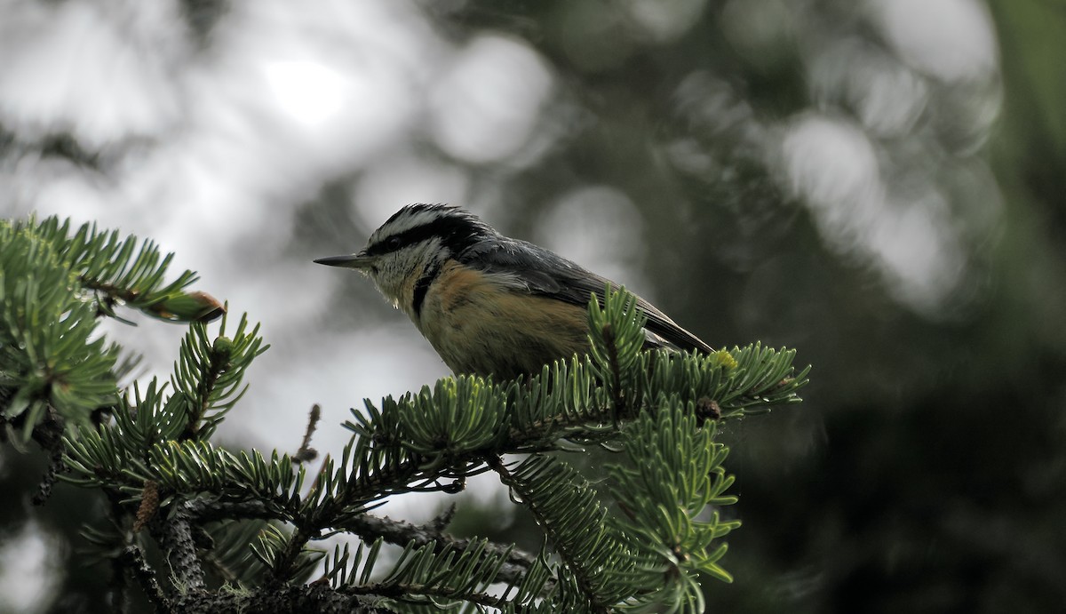 Red-breasted Nuthatch - ML620807544