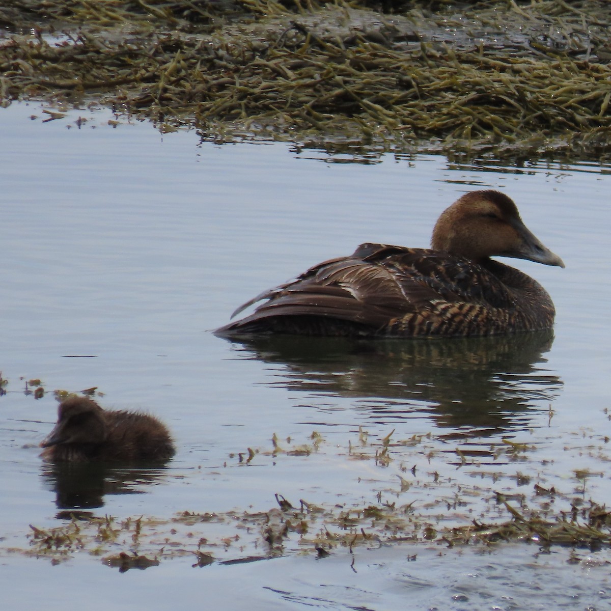 Common Eider (Dresser's) - ML620807548