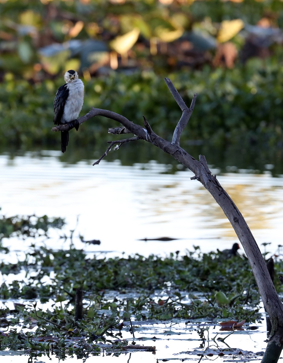 Little Pied Cormorant - ML620807551