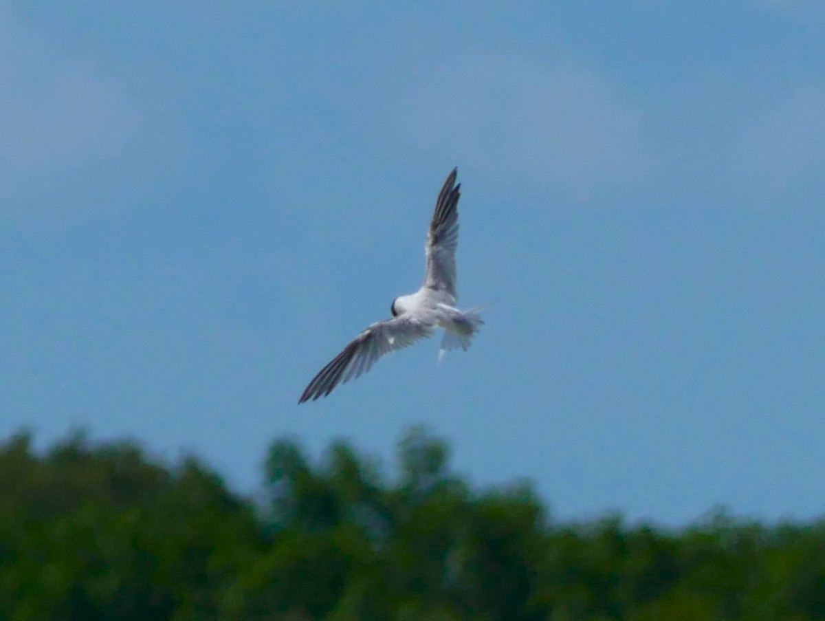 Least Tern - ML620807552