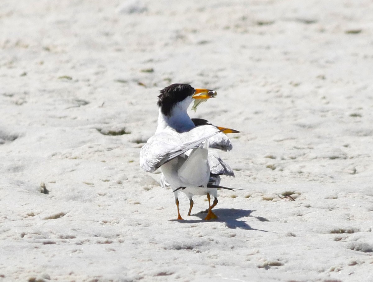 Least Tern - ML620807553