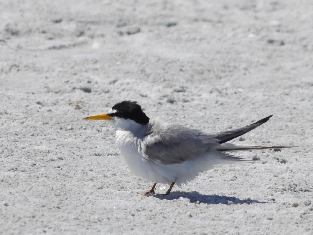 Least Tern - ML620807555