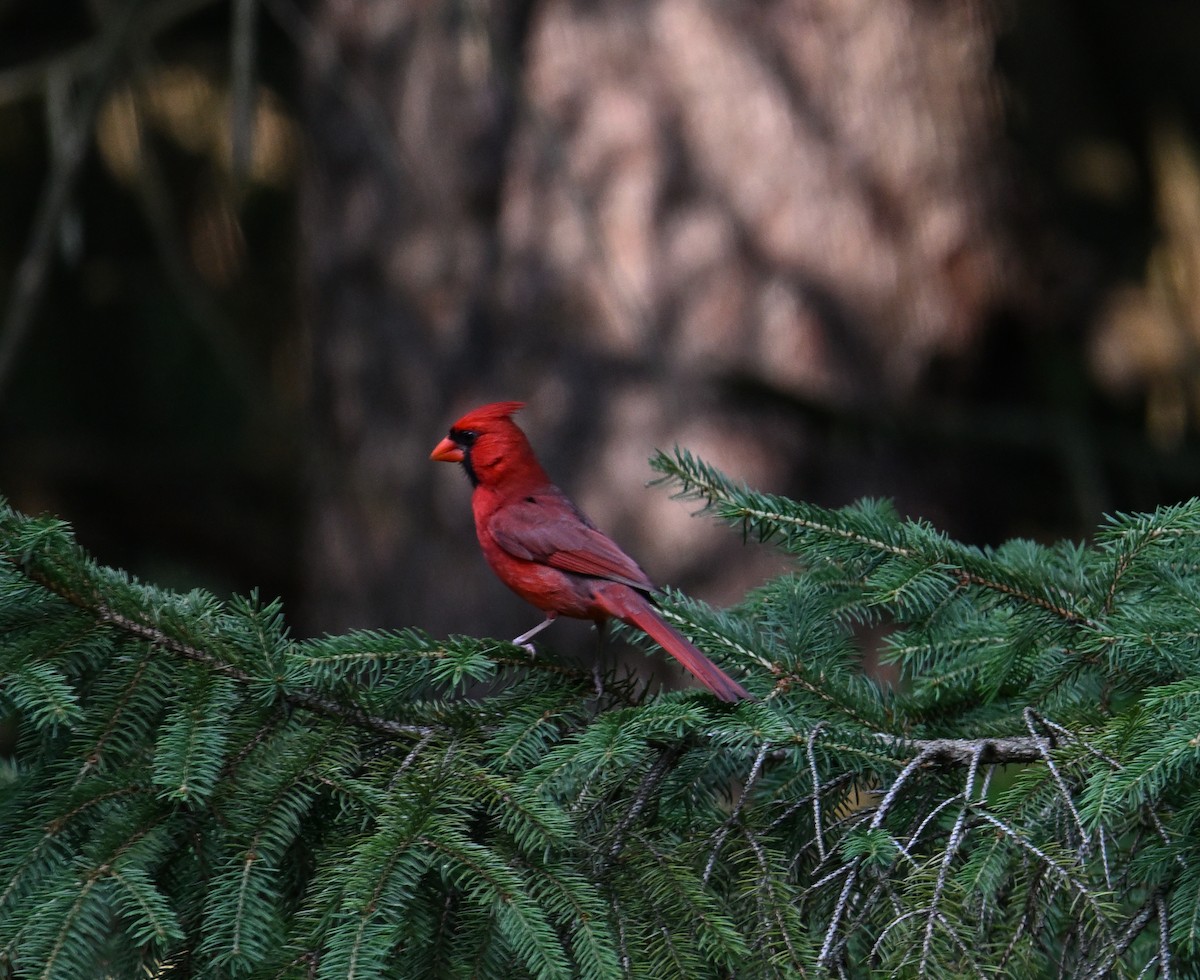 Northern Cardinal - ML620807557