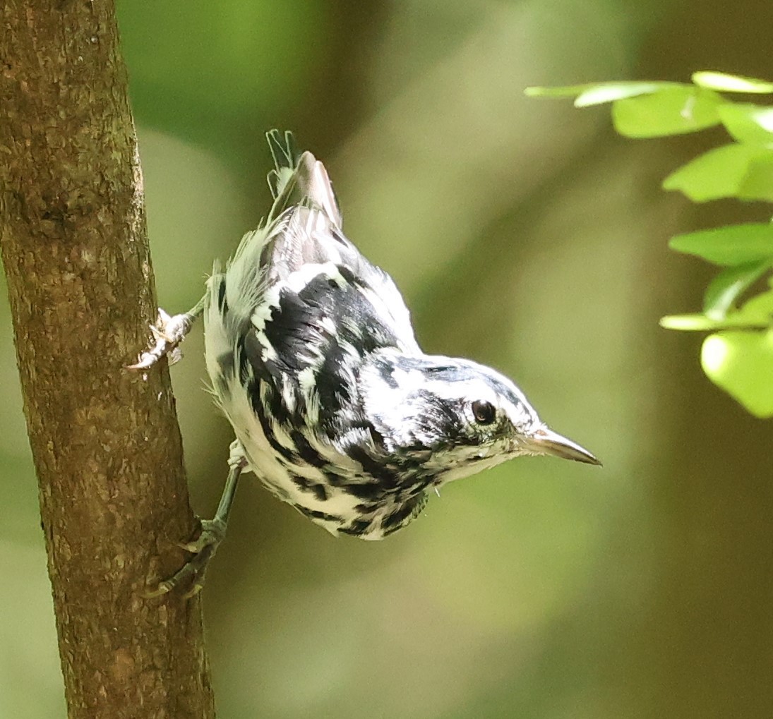 Black-and-white Warbler - ML620807559