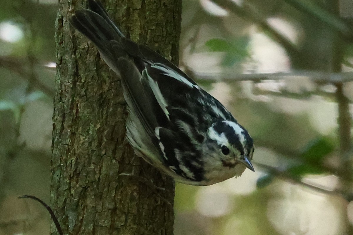 Black-and-white Warbler - ML620807560