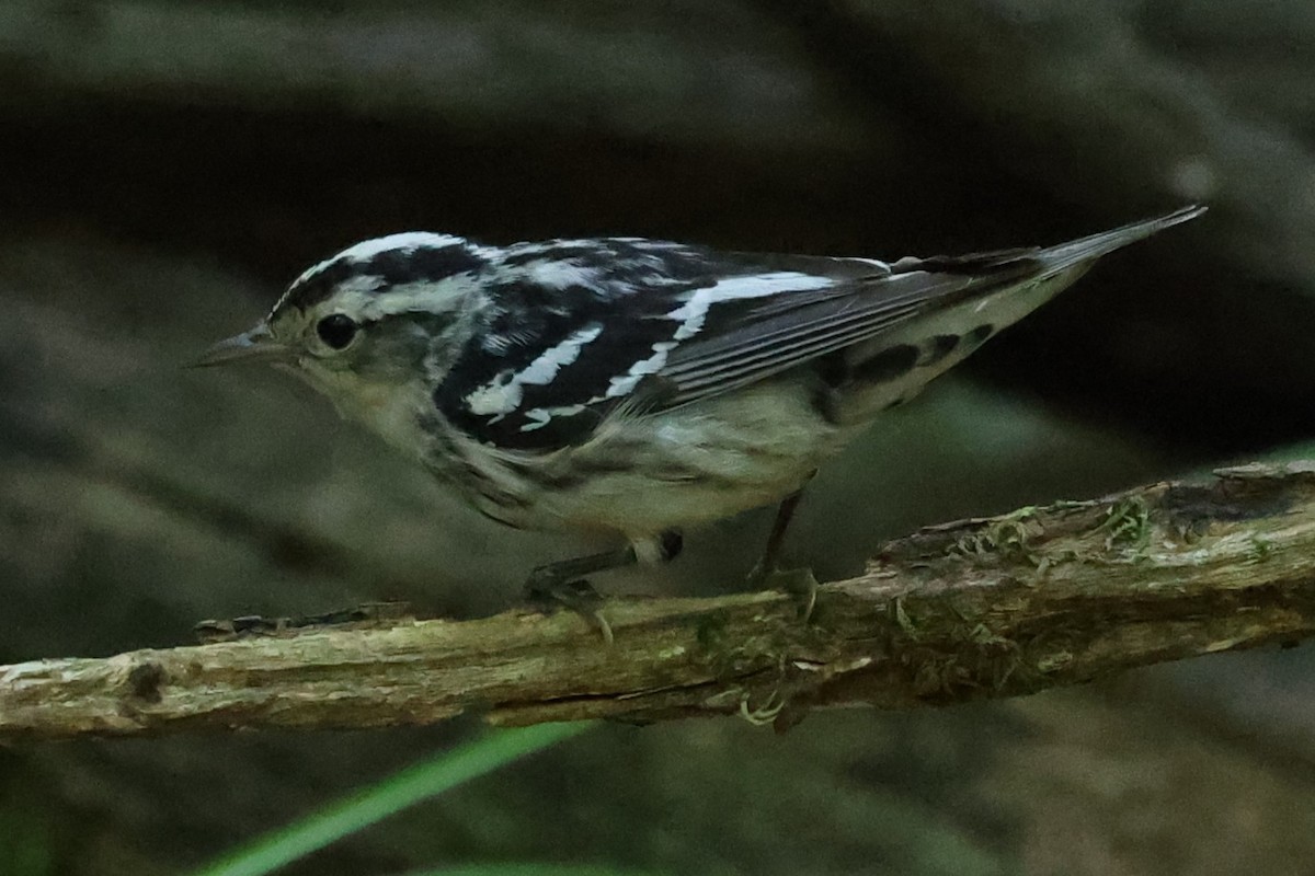 Black-and-white Warbler - ML620807561