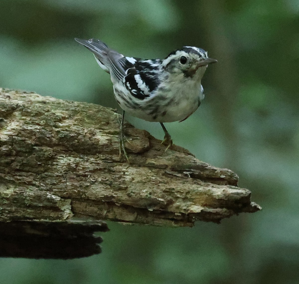 Black-and-white Warbler - ML620807562