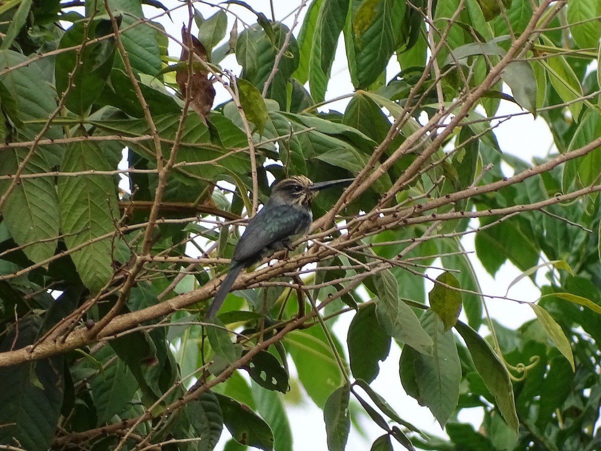 Three-toed Jacamar - Regina Santini