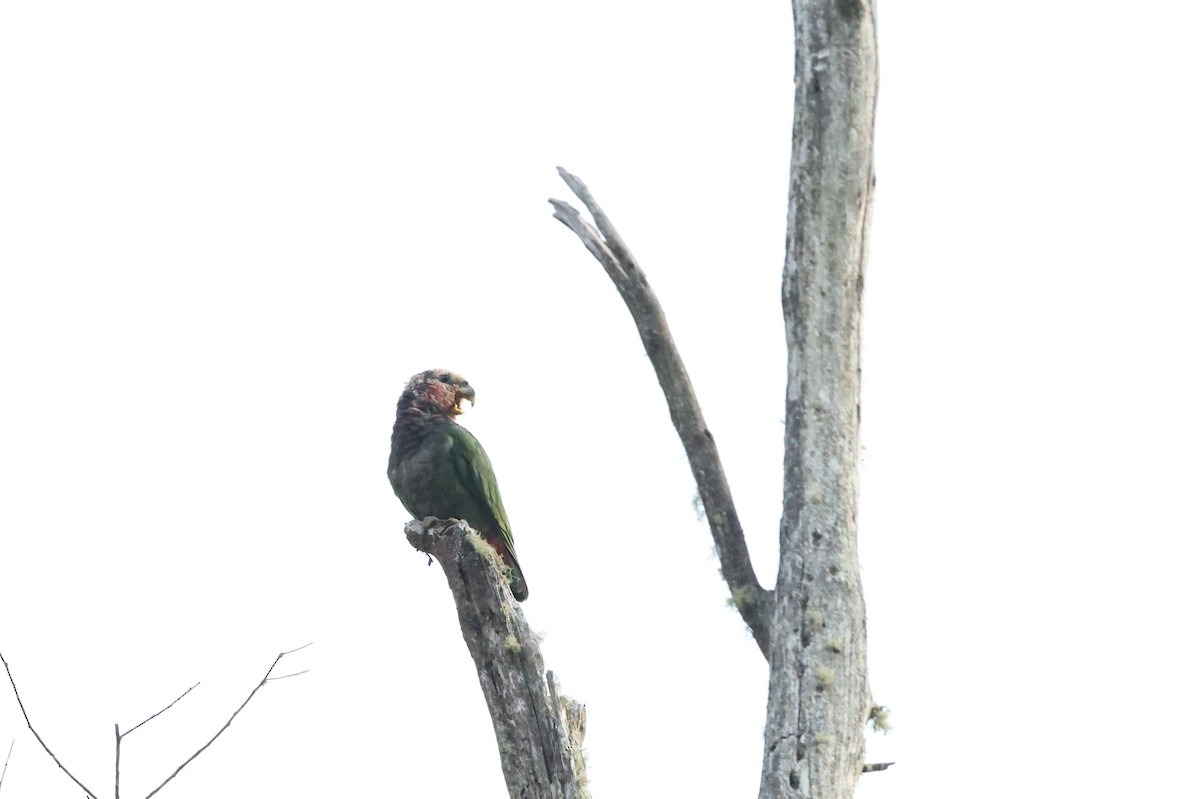 Speckle-faced Parrot - ML620807569