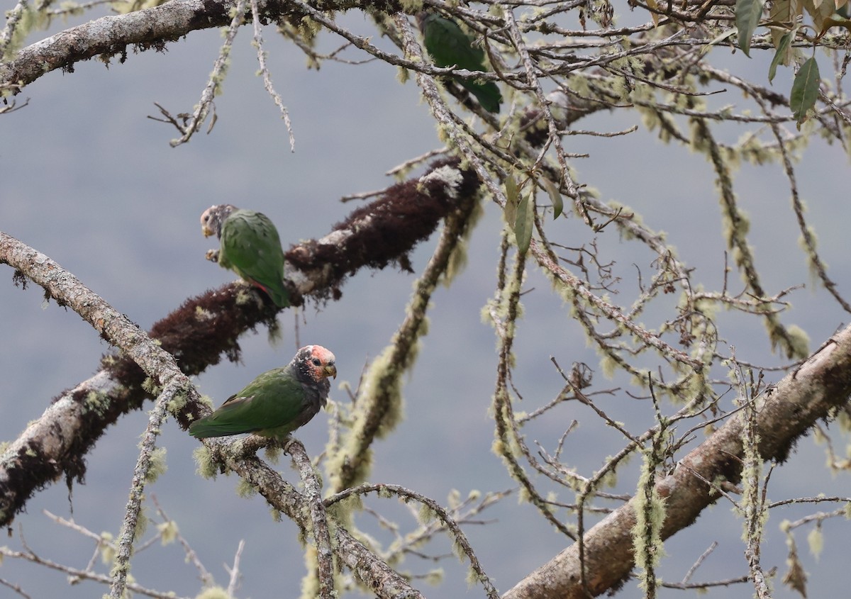 Speckle-faced Parrot - ML620807570