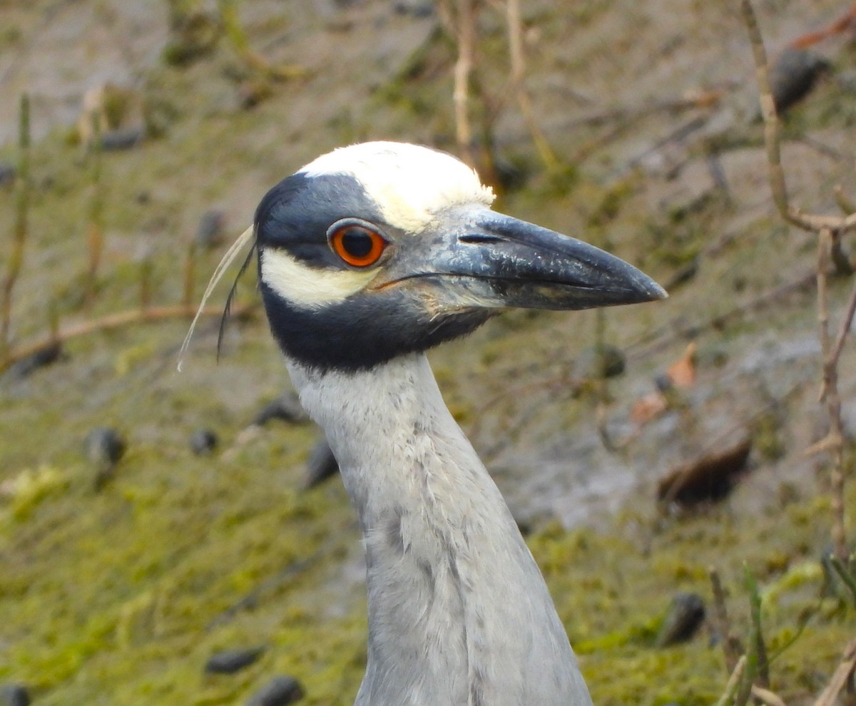 Yellow-crowned Night Heron - ML620807571