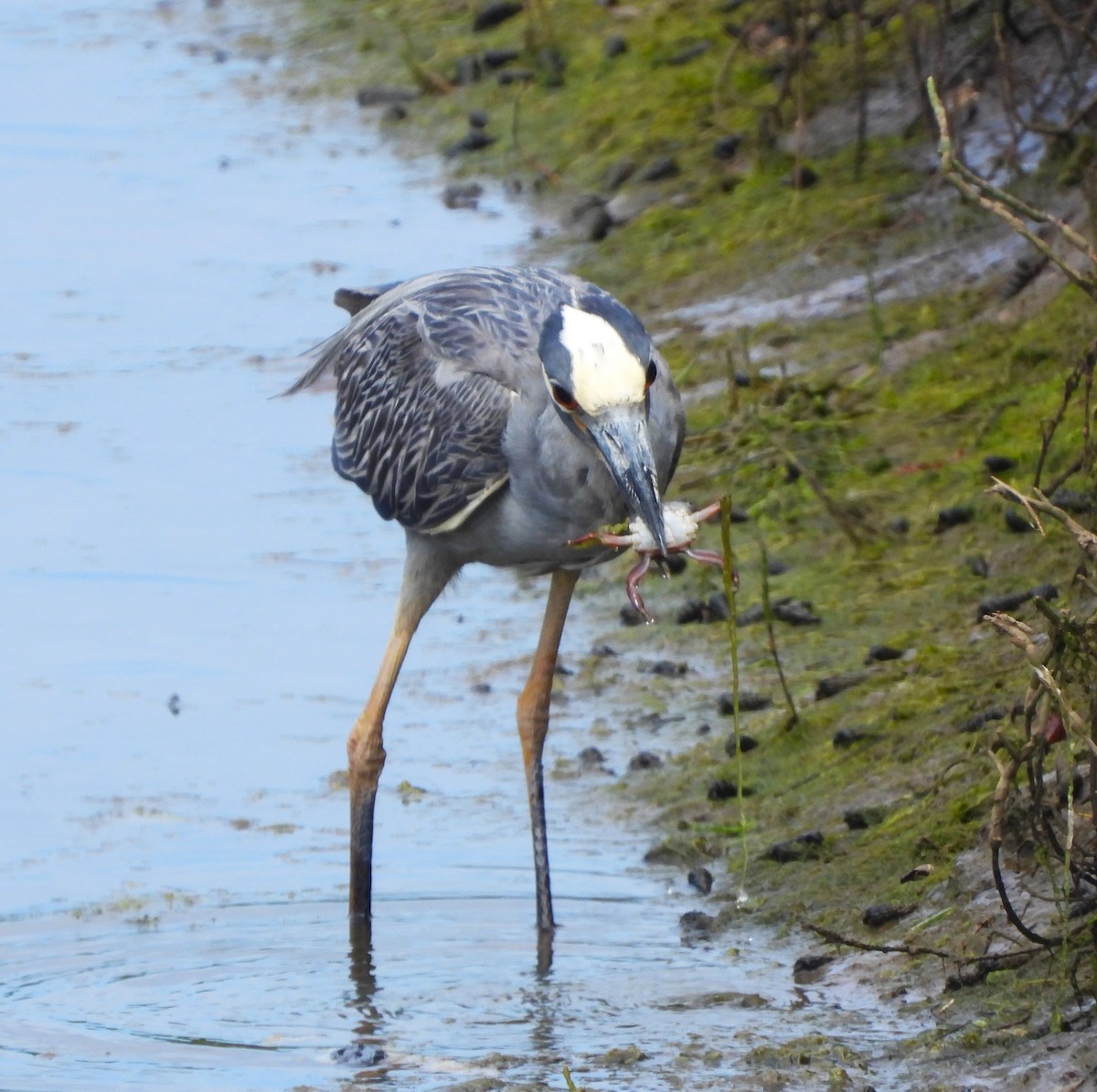 Yellow-crowned Night Heron - ML620807572