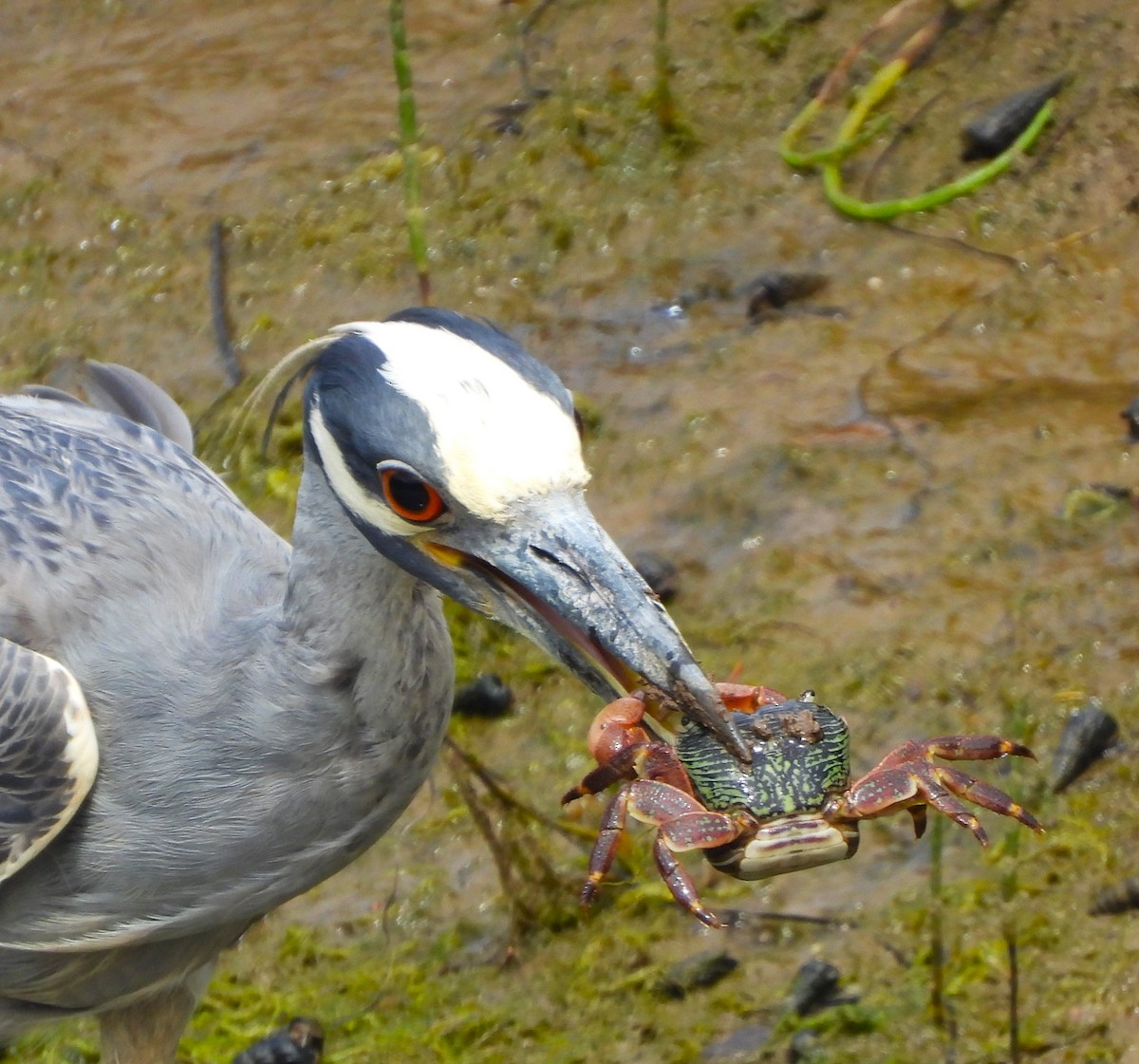 Yellow-crowned Night Heron - ML620807573