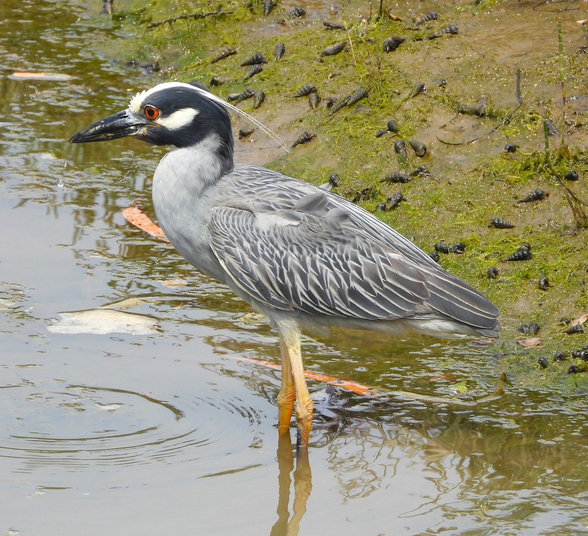 Yellow-crowned Night Heron - ML620807578