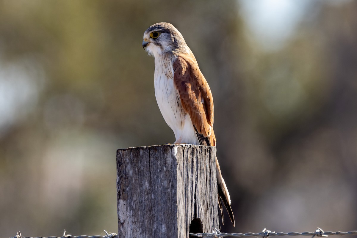 Nankeen Kestrel - ML620807585