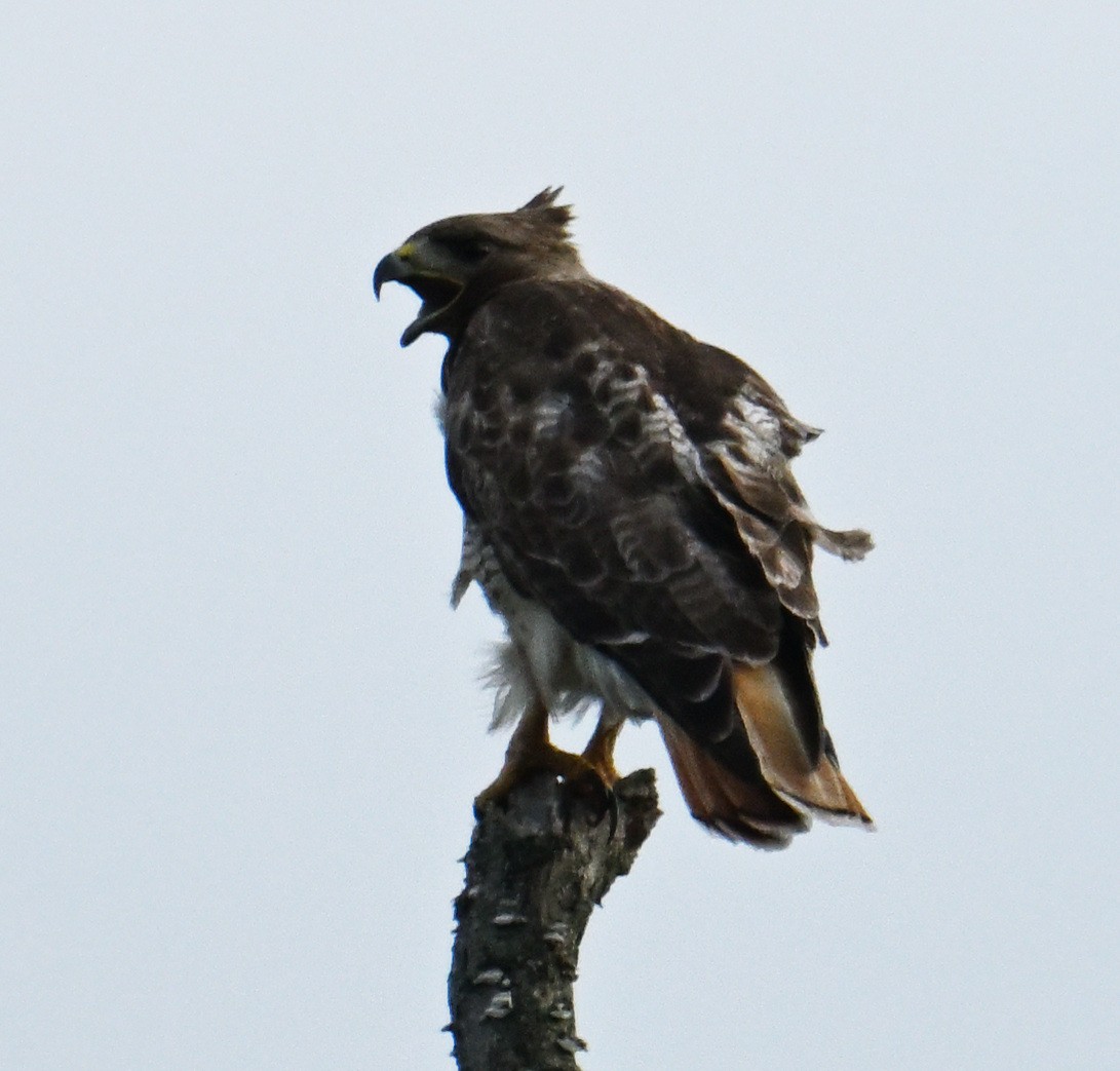 Red-tailed Hawk - ML620807586