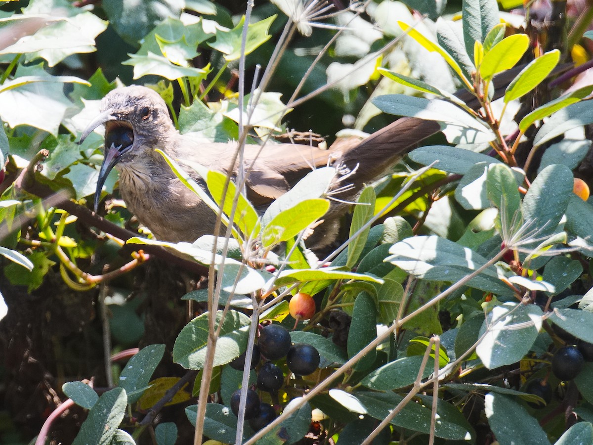 California Thrasher - ML620807587