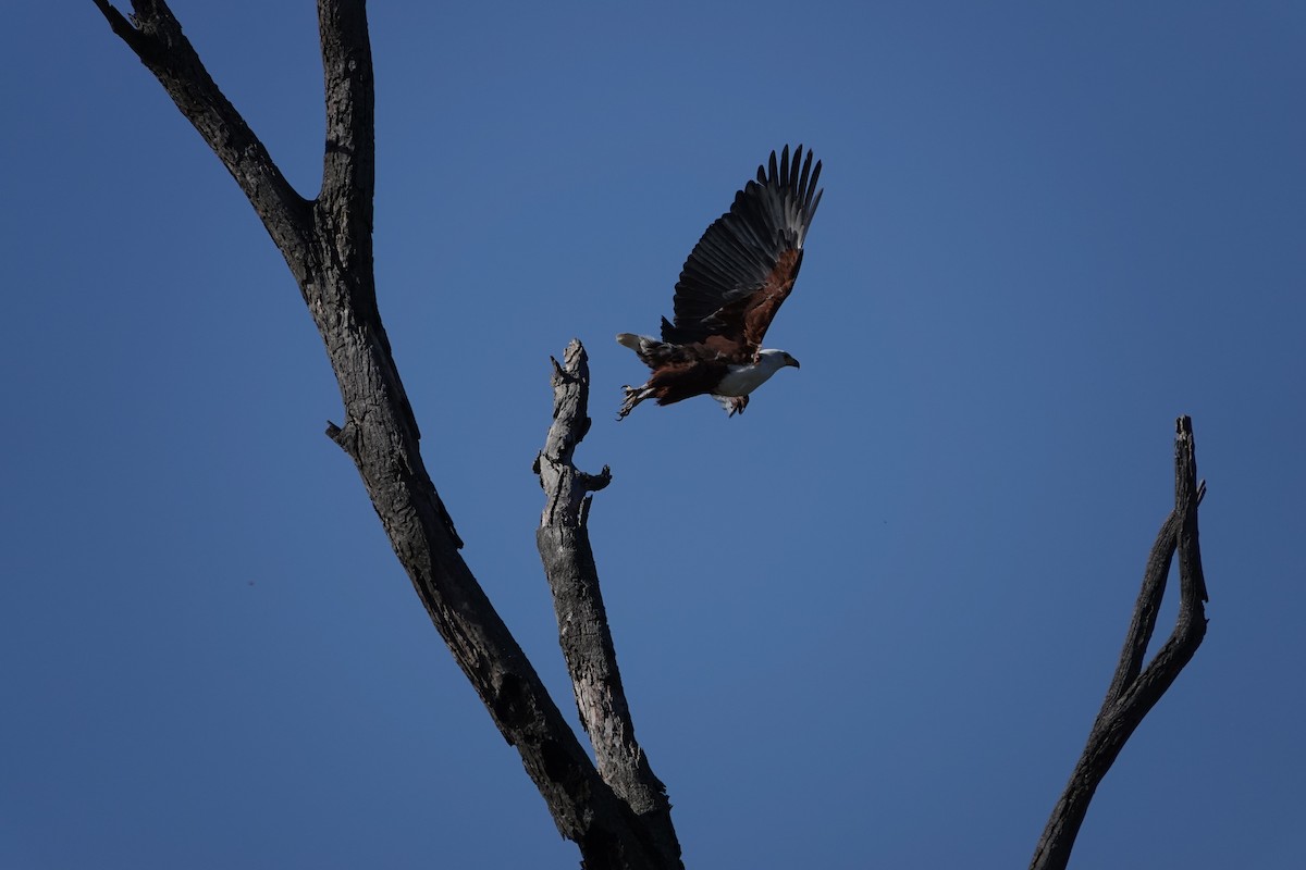 African Fish-Eagle - ML620807588