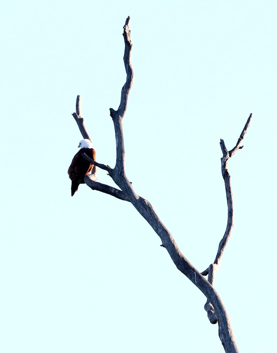 Brahminy Kite - ML620807590