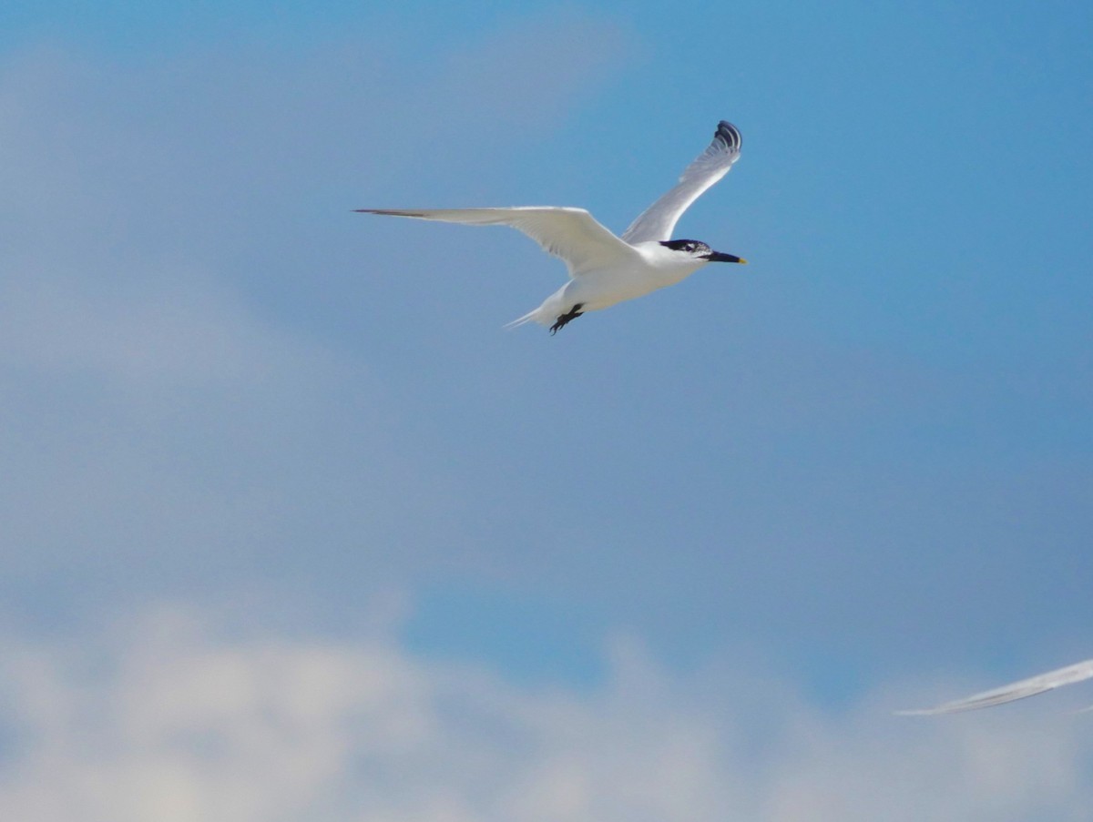 Sandwich Tern - ML620807591