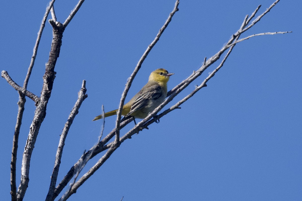 Bullock's Oriole - ML620807598