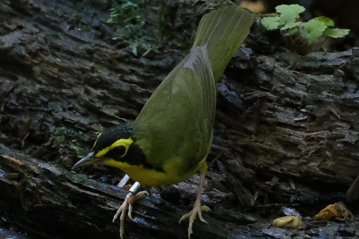 Kentucky Warbler - ML620807601