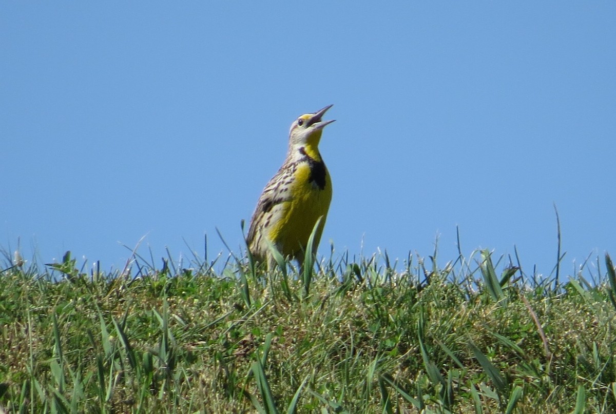 Eastern Meadowlark - ML620807604