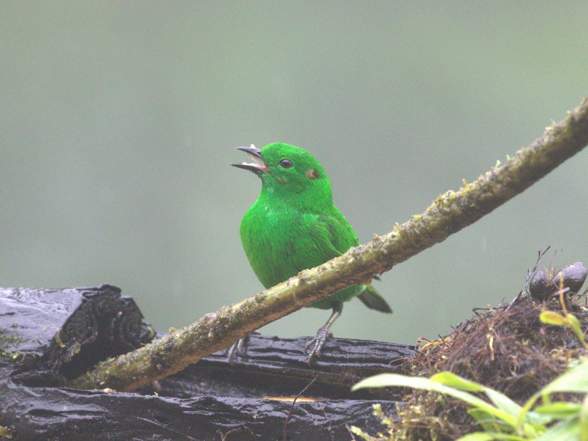 Glistening-green Tanager - ML620807607