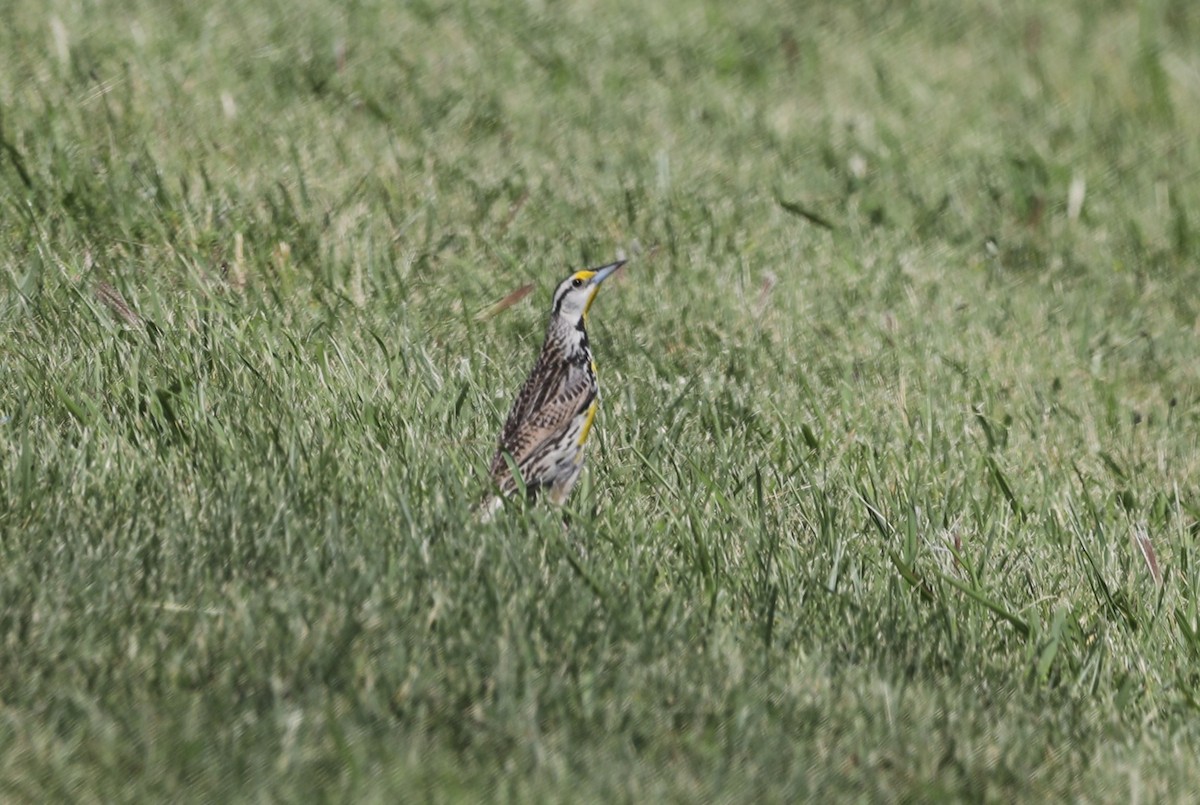 Eastern Meadowlark - "Chia" Cory Chiappone ⚡️