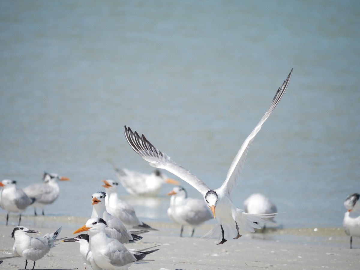 Royal Tern - ML620807610