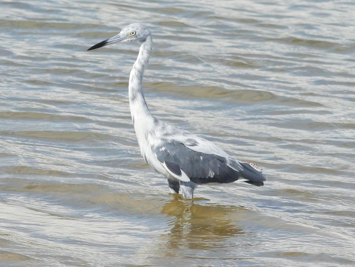 Little Blue Heron - ML620807615