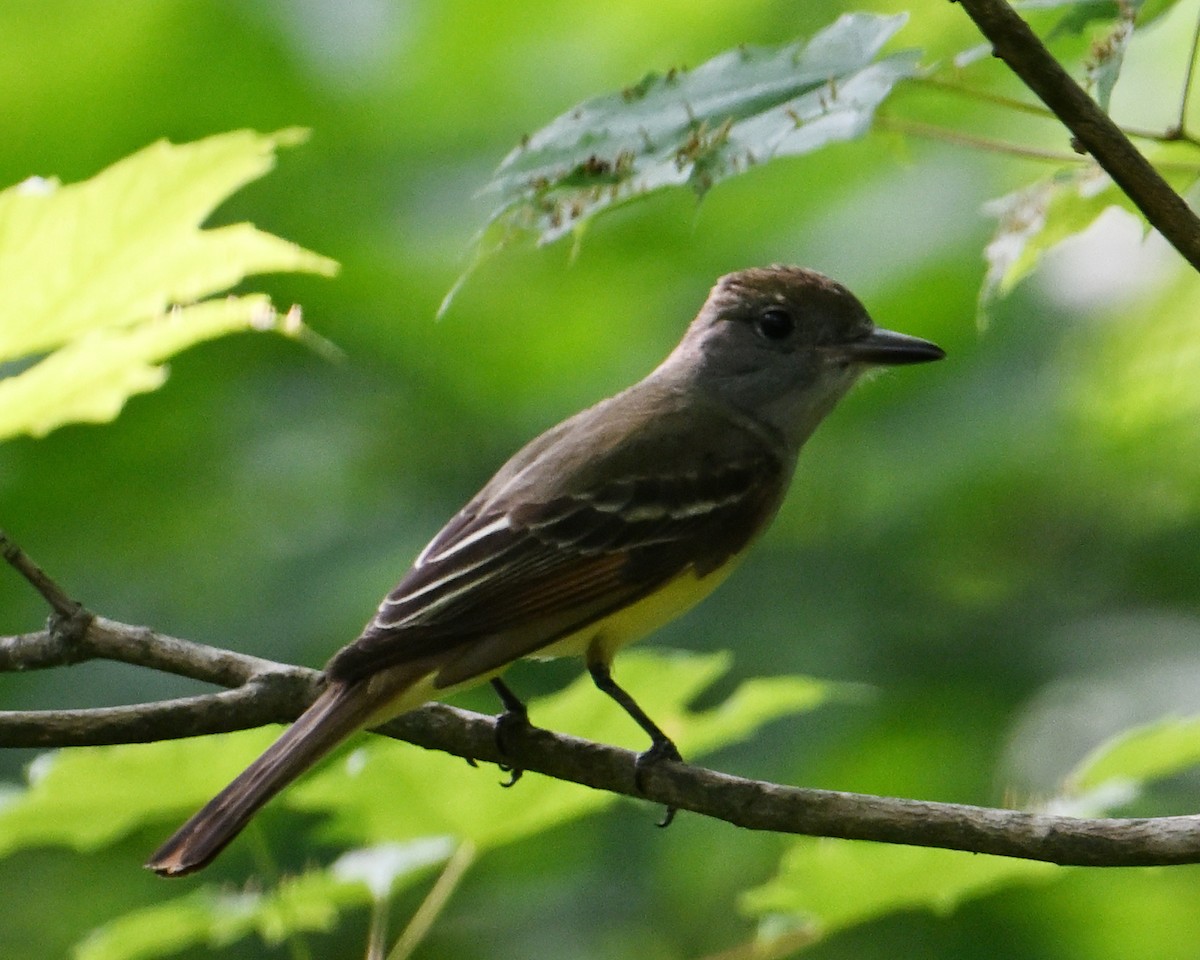 Great Crested Flycatcher - ML620807623