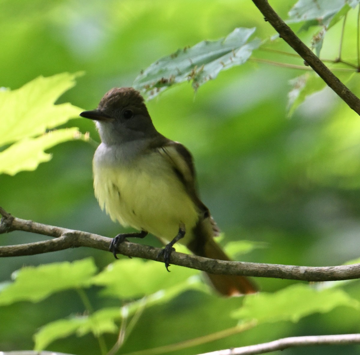 Great Crested Flycatcher - ML620807627