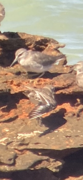 Tibetan Sand-Plover - ML620807629