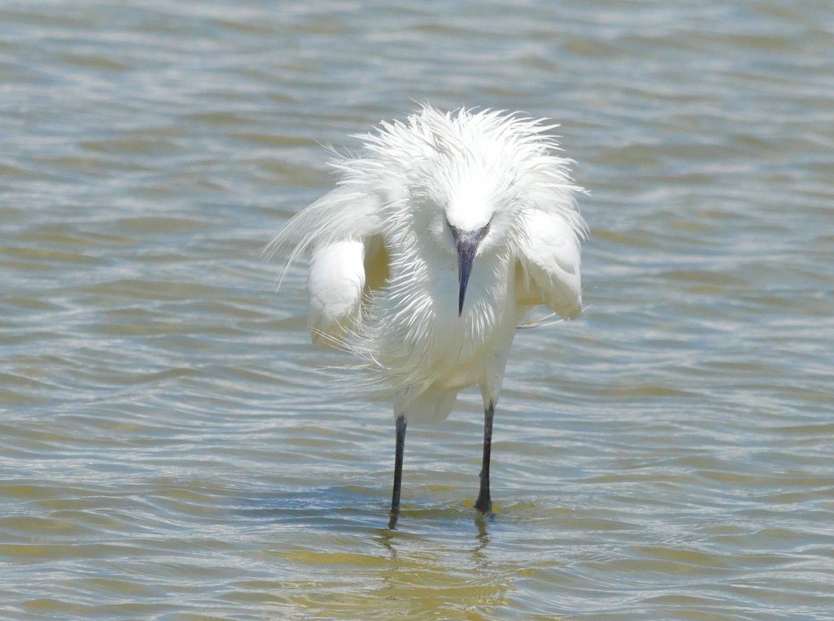 Reddish Egret - ML620807631