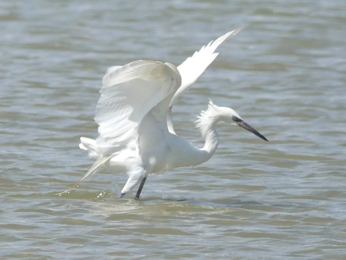 Reddish Egret - ML620807632