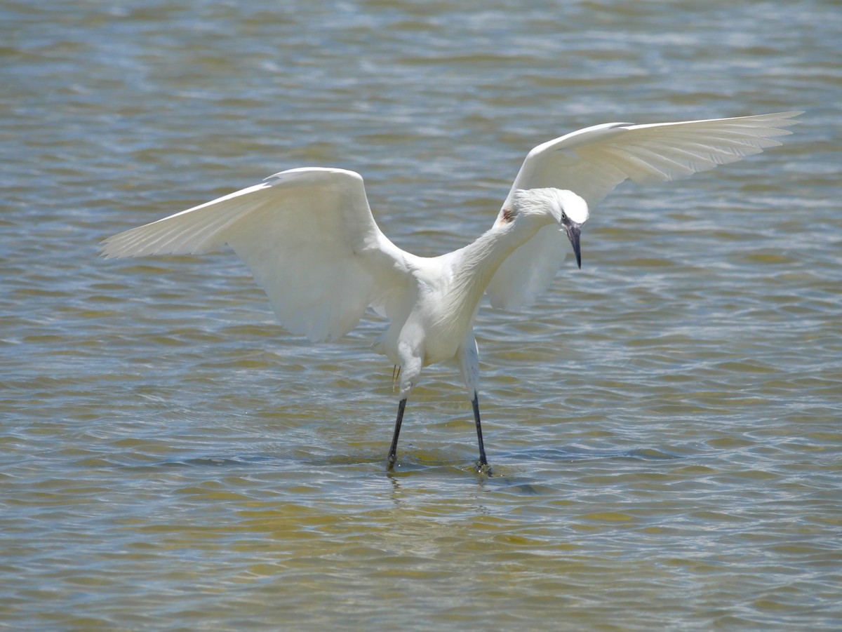 Reddish Egret - ML620807634