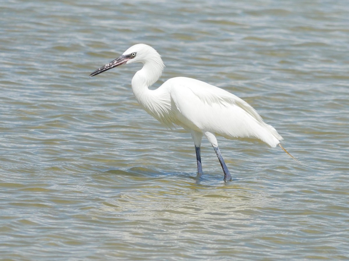 Reddish Egret - ML620807653