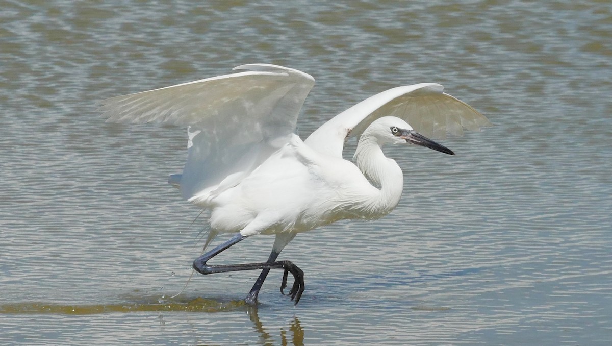 Reddish Egret - ML620807654