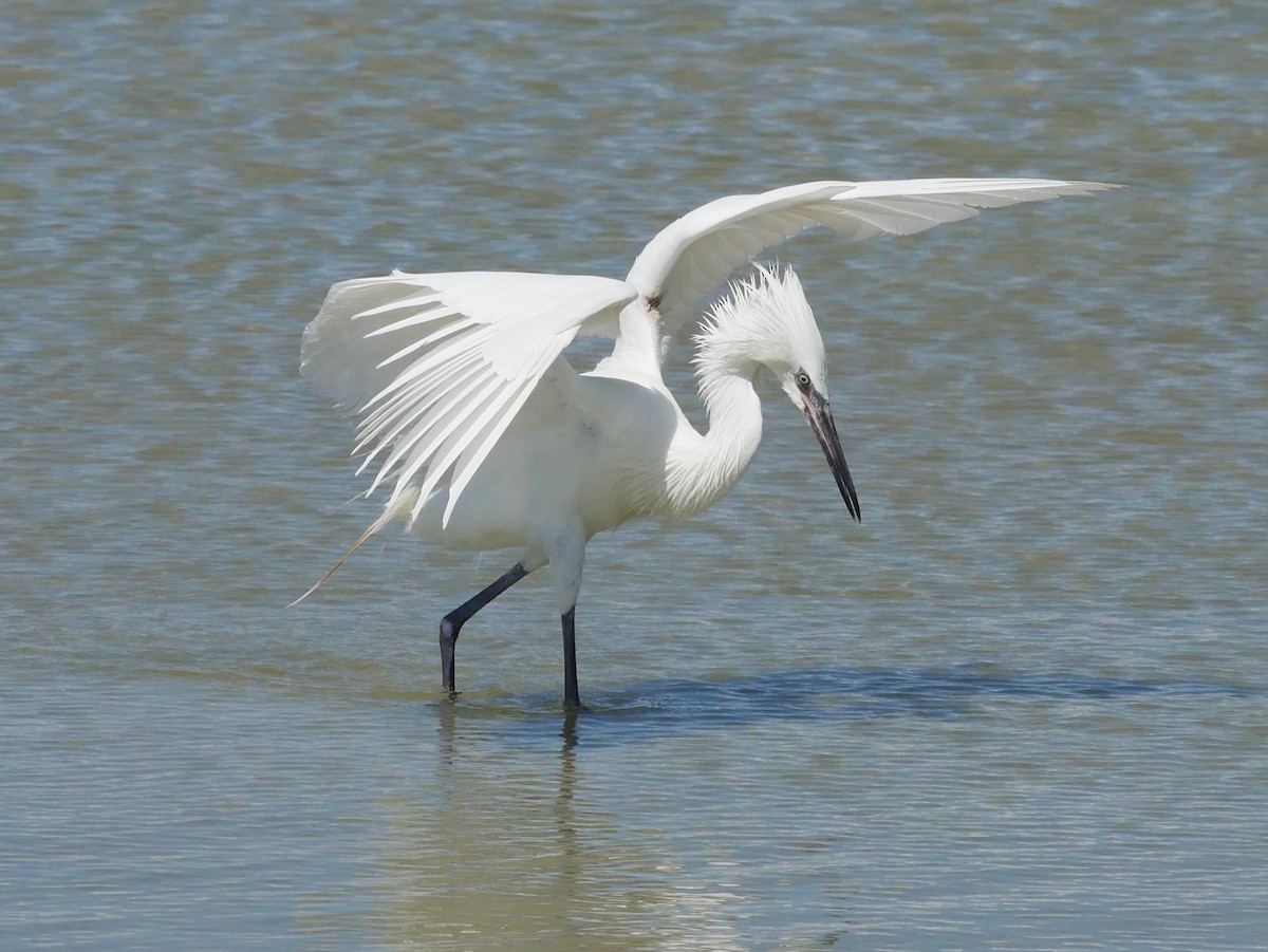 Reddish Egret - ML620807655