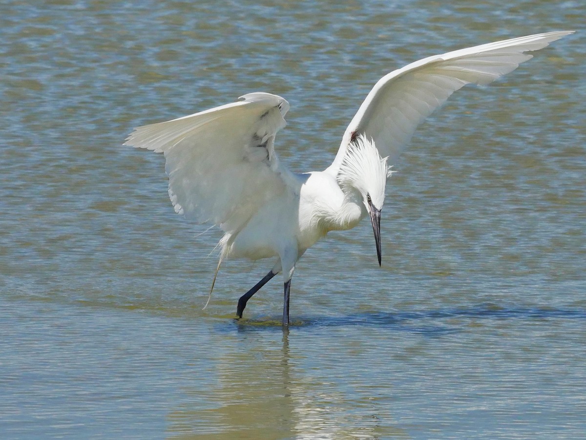 Reddish Egret - ML620807656