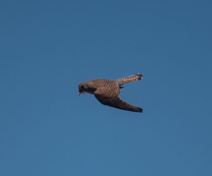 Lesser Kestrel - ML620807663