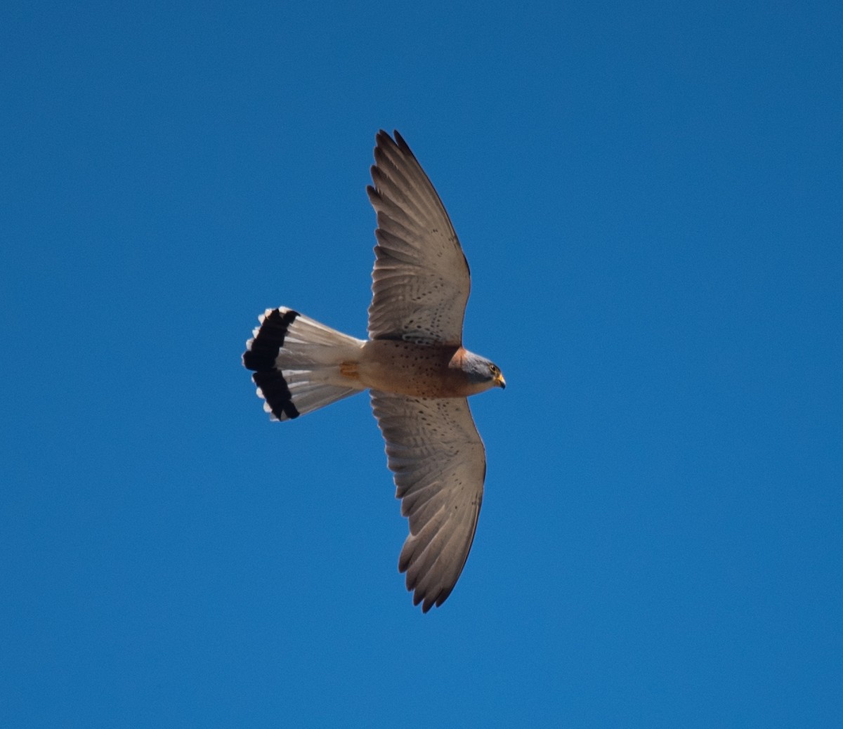 Lesser Kestrel - ML620807666