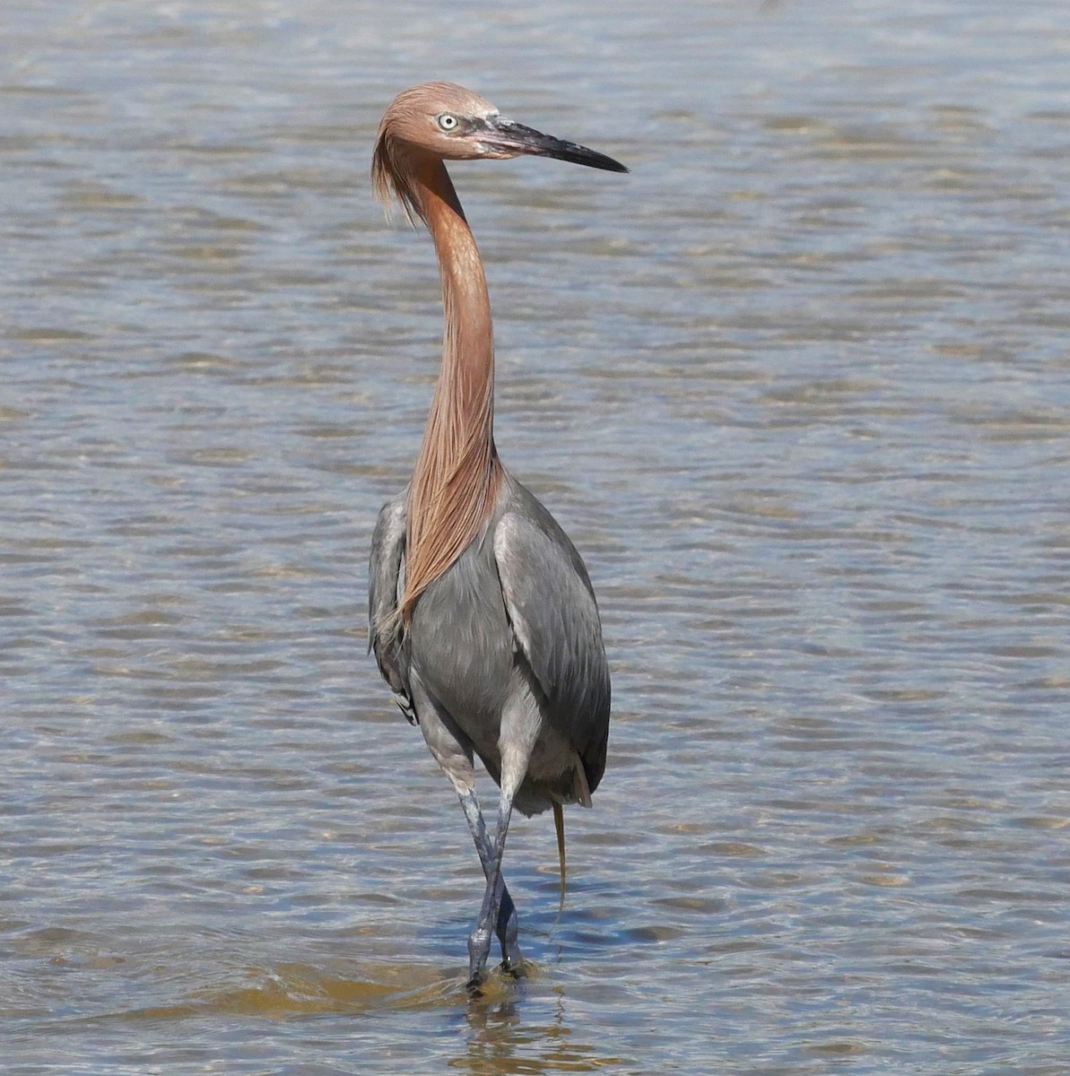 Reddish Egret - ML620807670