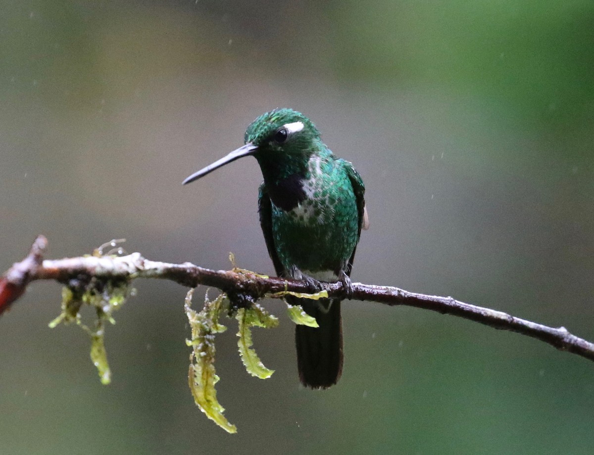 Colibri de Benjamin - ML620807679