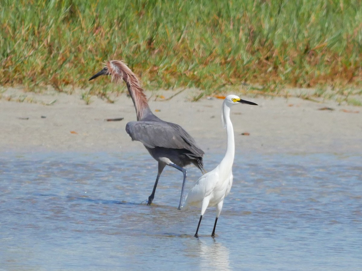 Snowy Egret - ML620807688